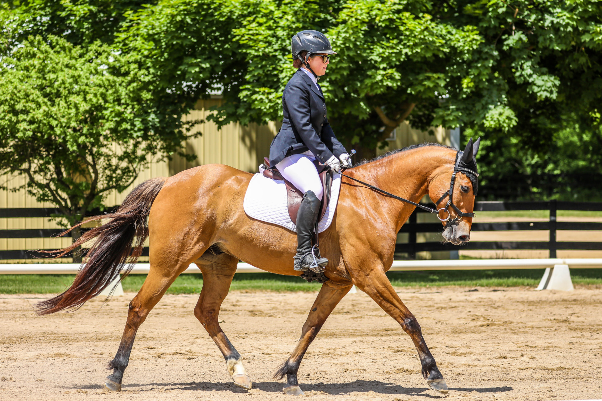 Rider on a bay horse in the arena at Sommer North